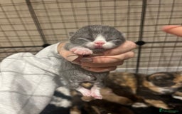 British Shorthair cats for sale: 🏆 Beautiful litter british shorthair babies 🥇  - Image 2