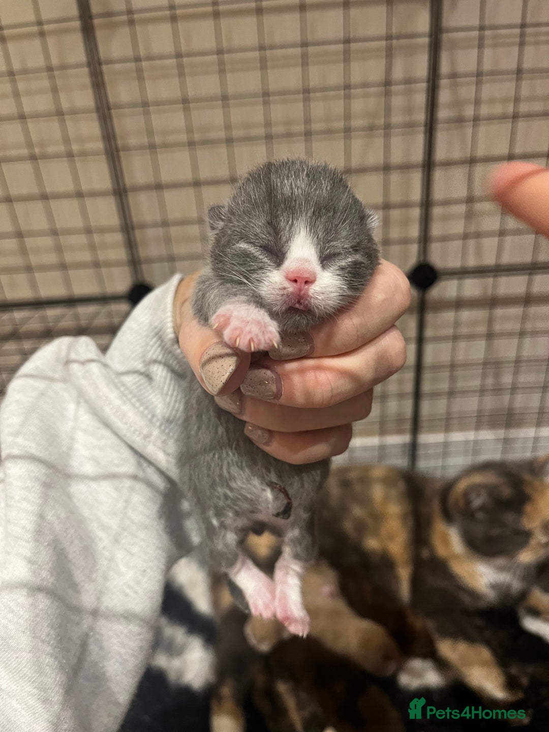 British Shorthair cats for sale: 🏆 Beautiful litter british shorthair babies 🥇  - Image 2