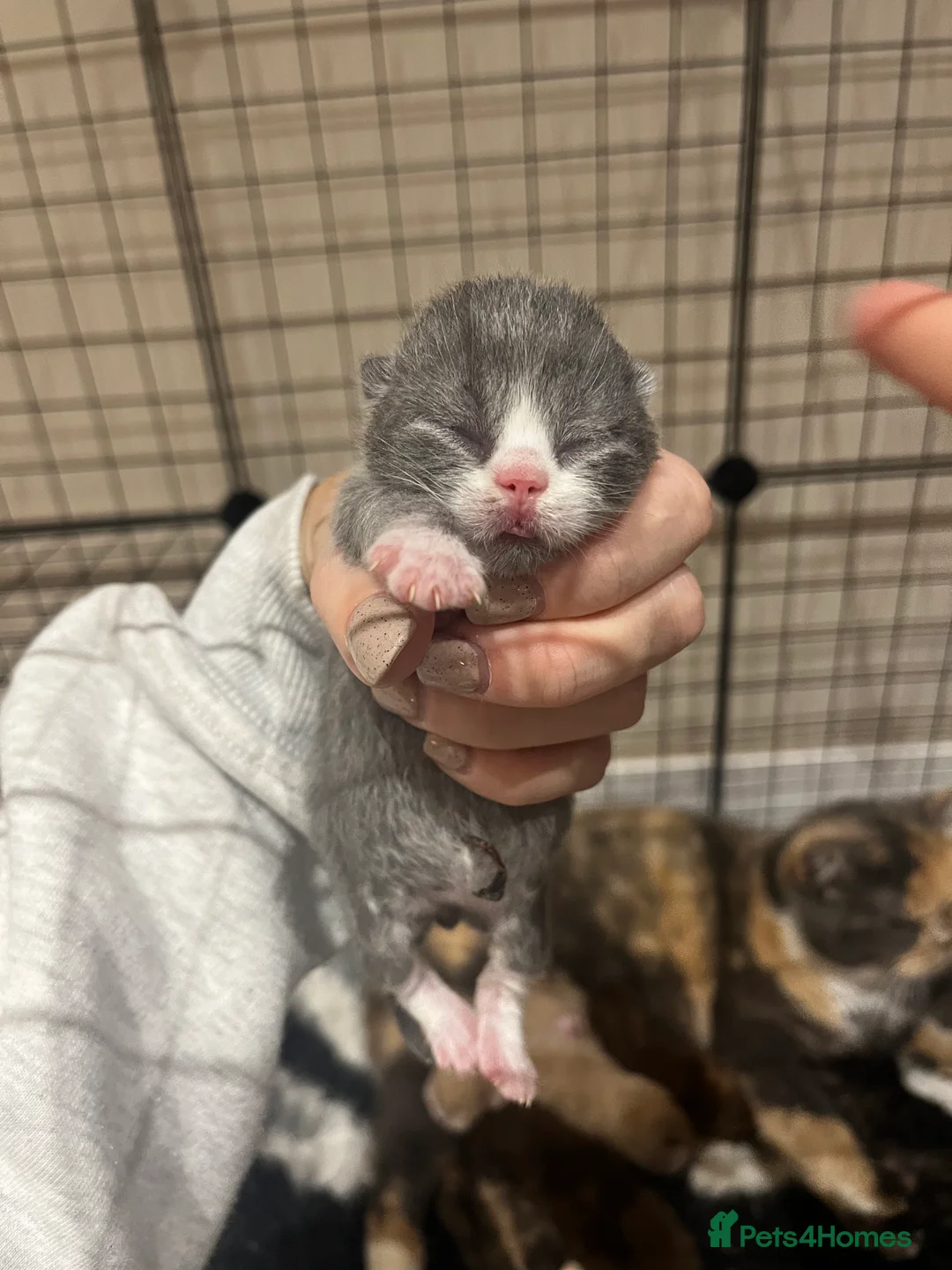 British Shorthair cats for sale: 🤎Choc, Cinnamon, Lilac & Fawn waiting list 🤎 - Advert 4