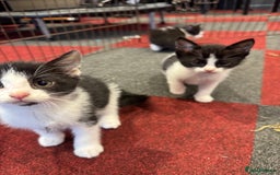 Mixed Breed cats for sale: 5 beautiful kittens ready for new homes - Image 6