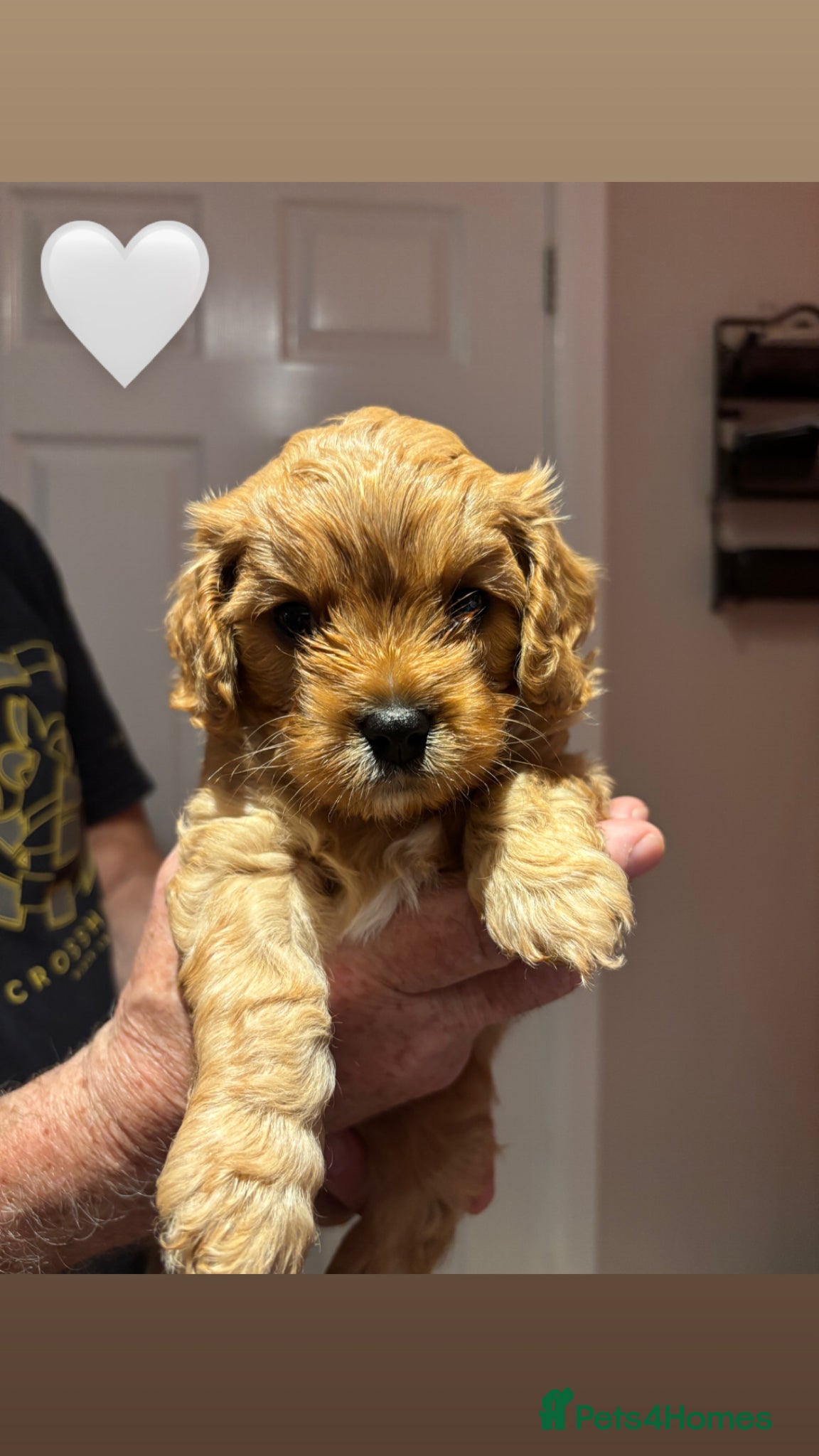 Cavapoo dogs Cavapoo puppies  - Advert 2