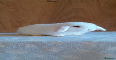 Mini Lop rabbits Purebred mini lops ready now  - Advert 4