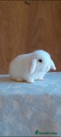Mini Lop rabbits Purebred mini lops ready now - Advert 3