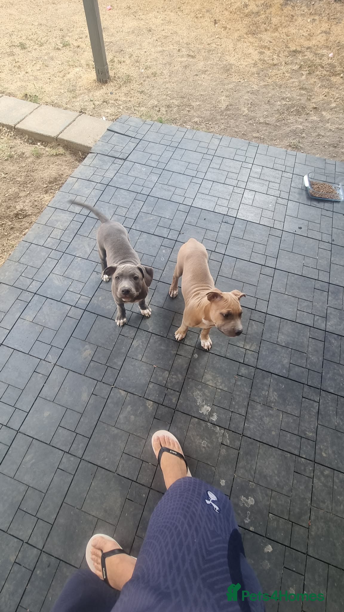 Staffordshire Bull Terrier dogs American Staffordshire terrier.ready to leave!!!  - Advert 2