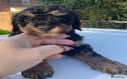 Maltipoo dogs for sale: F1B maltipoo - Image 13