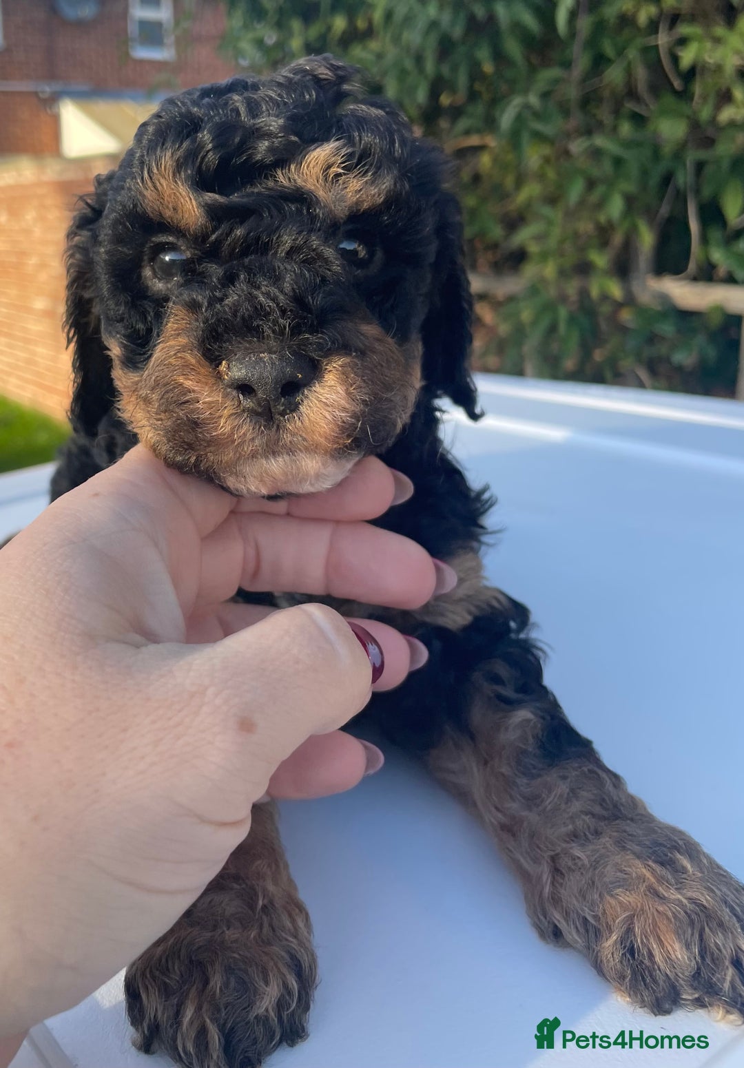 Maltipoo dogs for sale: F1B maltipoo - Image 13