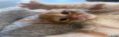 Mixed Breed Kitten 2