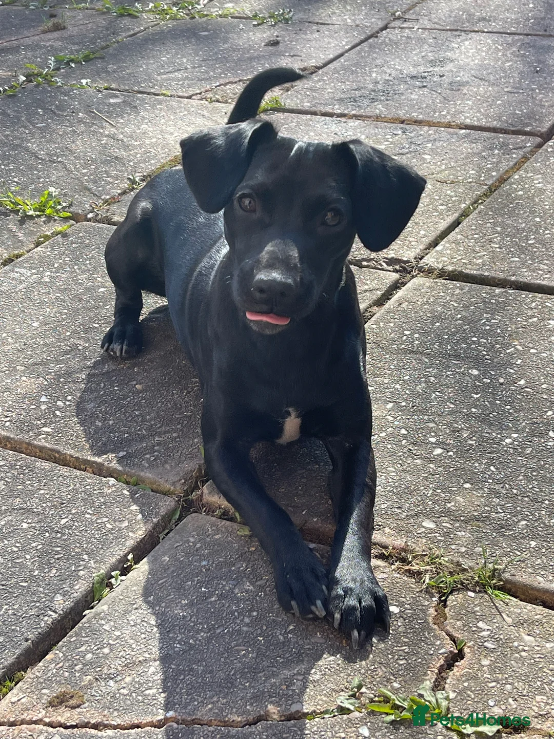 Mixed Breed dogs for sale: Selling our 2 year old dog, Reina ❤️ - Advert 2