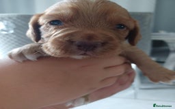 Cocker Spaniel dogs for sale: Kc registered cocker spaniel puppies - Image 19