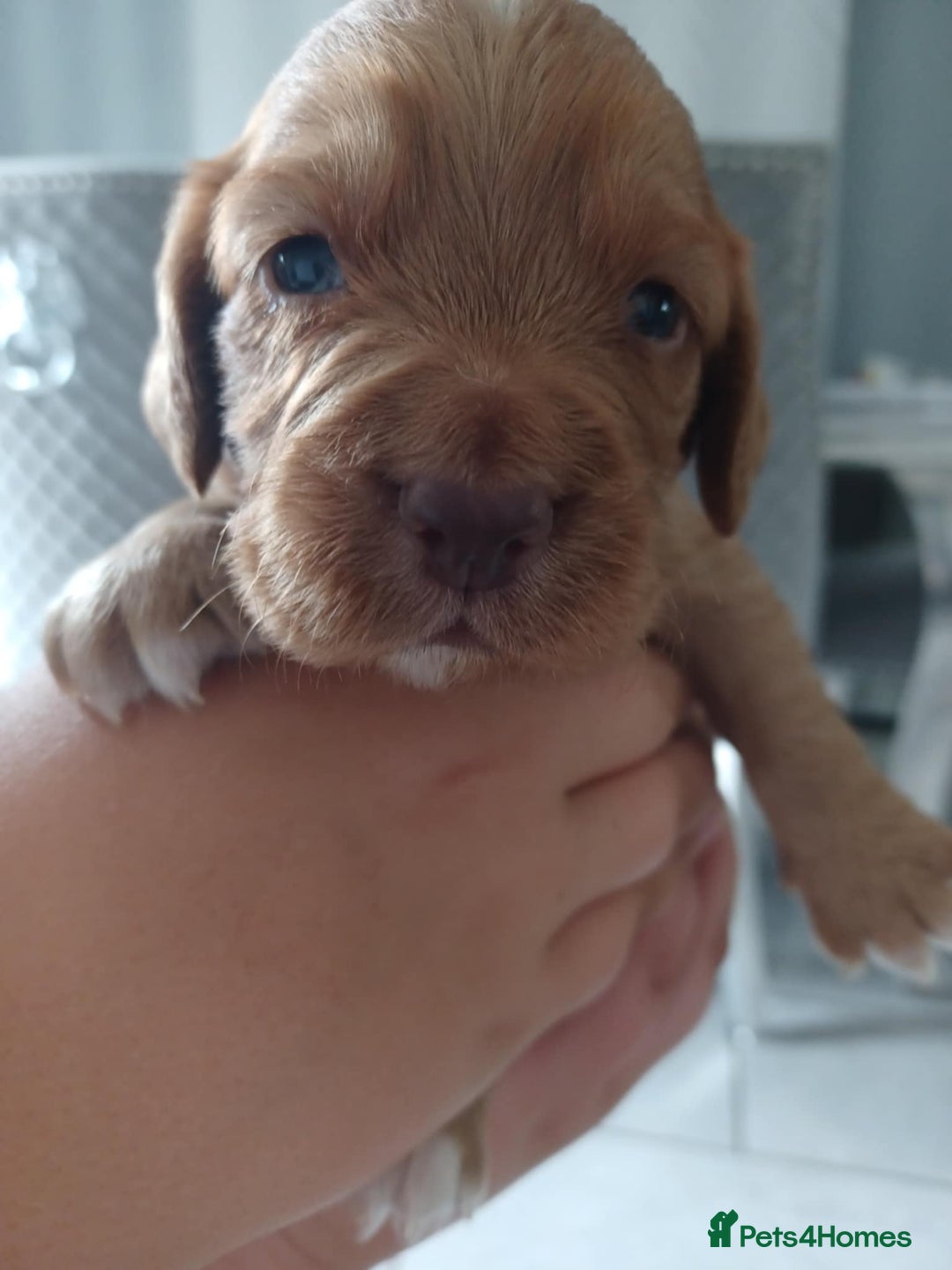 Cocker Spaniel dogs for sale: Kc registered cocker spaniel puppies - Image 19