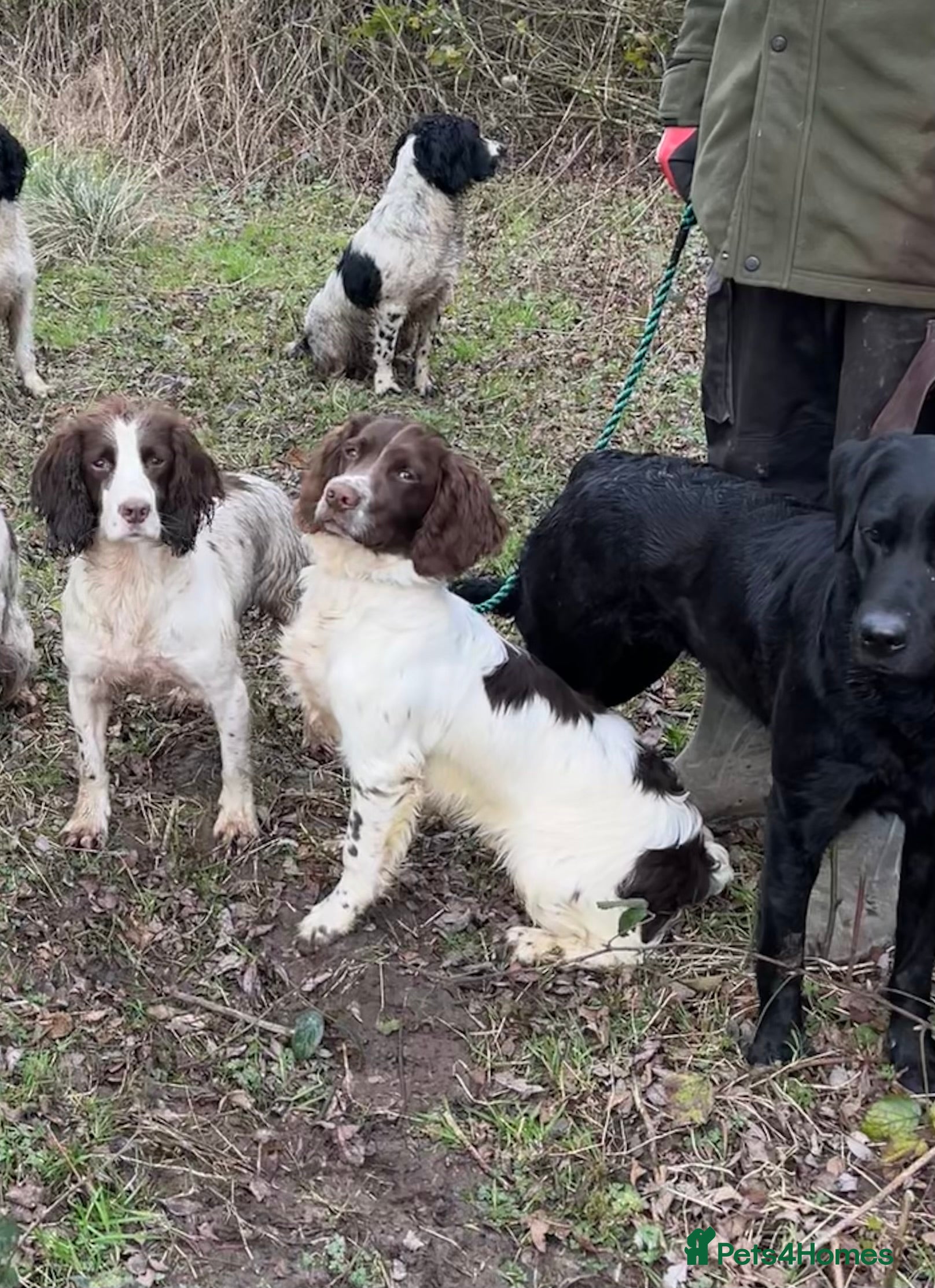 English Springer Spaniel dogs Talented Young Gundog  - Advert 9