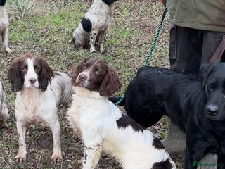English Springer Spaniel dogs Talented Young Gundog - Advert 9