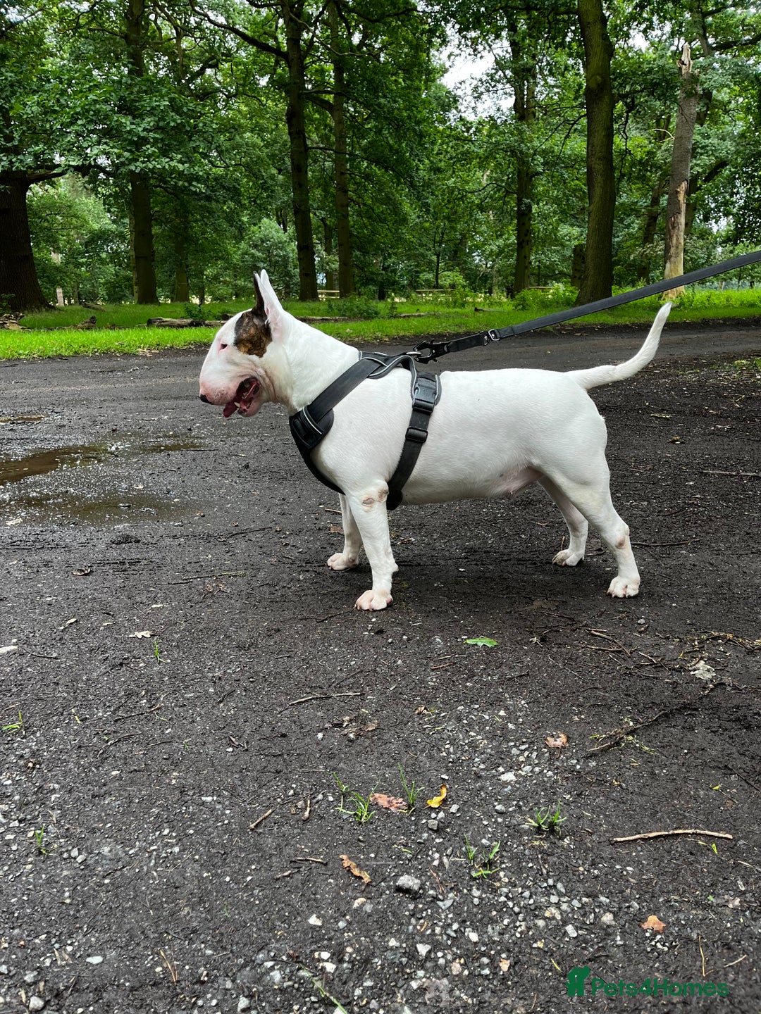 English Bull Terrier dogs for stud: Amazing boy for stud in Liverpool - Advert 9