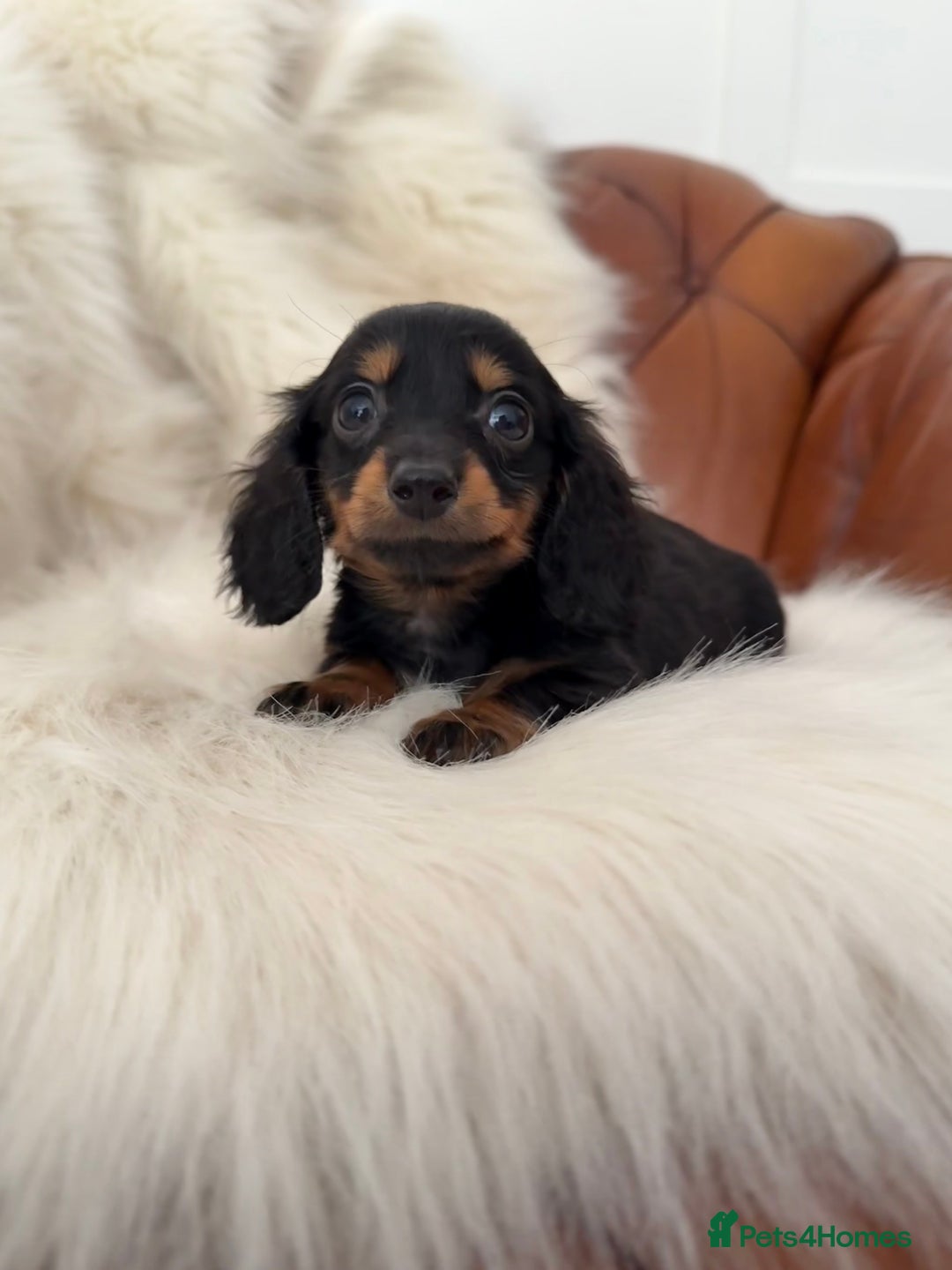 Miniature Dachshund dogs for sale: Stunning Silver & Chocolate Dapple Miniatures - Image 33