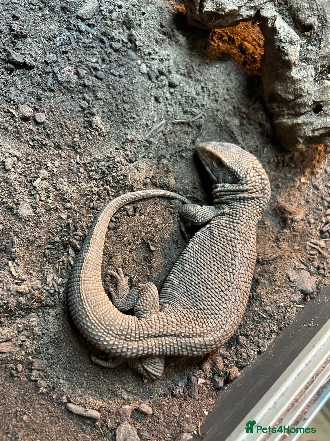 Monitor reptiles for sale: Bosc monitor - Advert 3