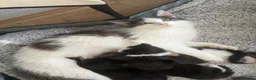 Mixed Breed cats for sale: 3 beautiful kittens for sale  - Advert 7