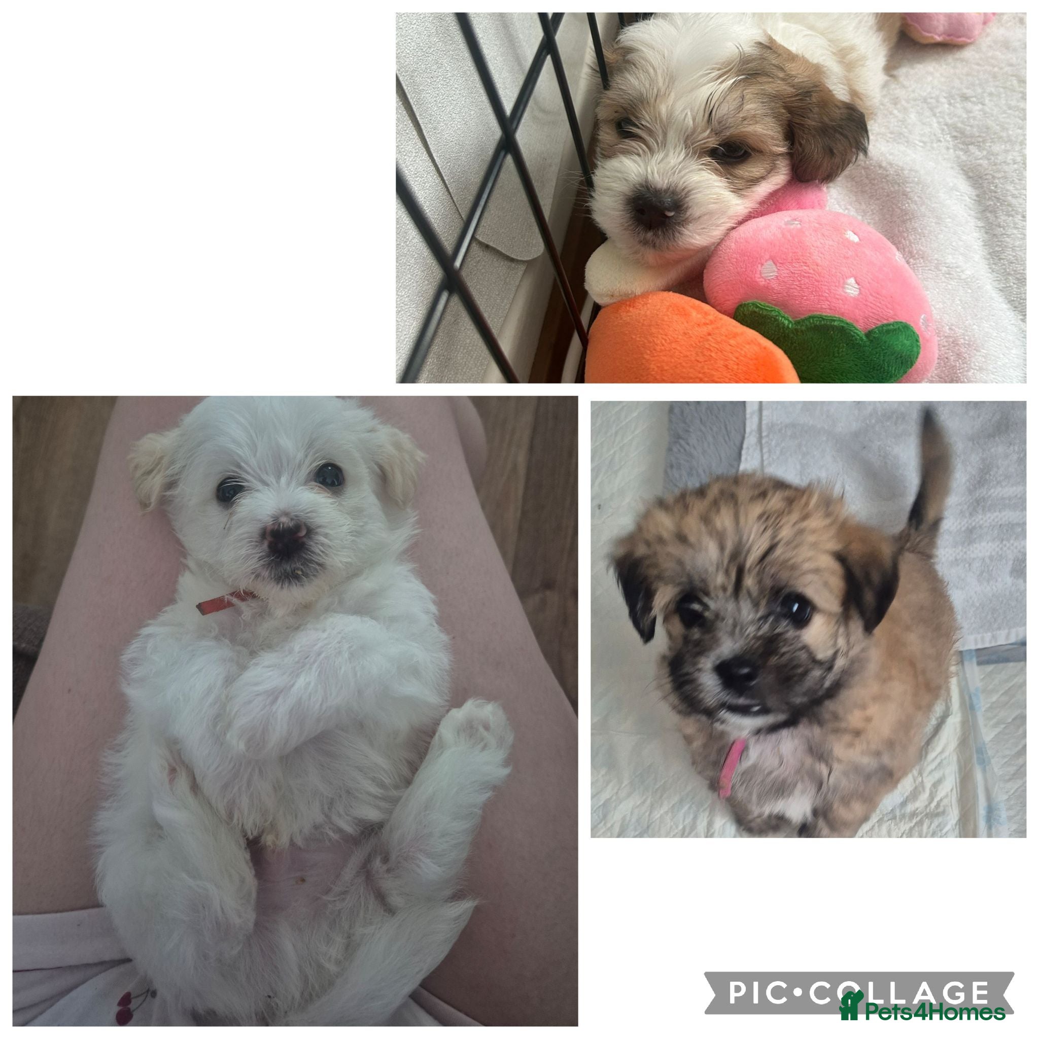 Mixed Breed dogs 3 beautiful Shorkie puppies available 21st July - Advert 2