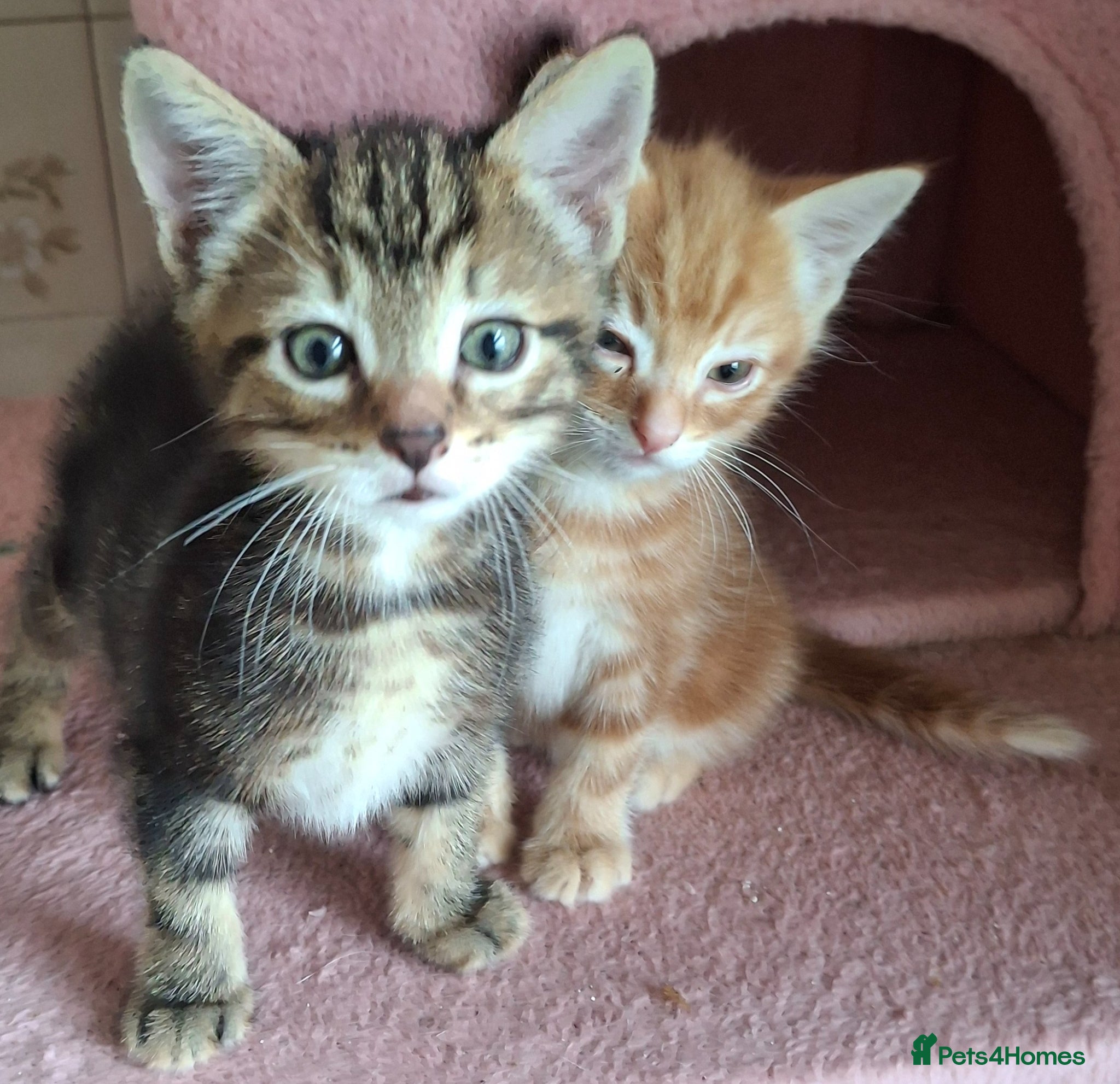 Mixed Breed cats for sale: 2 Beautiful Boys Available  - Advert 3