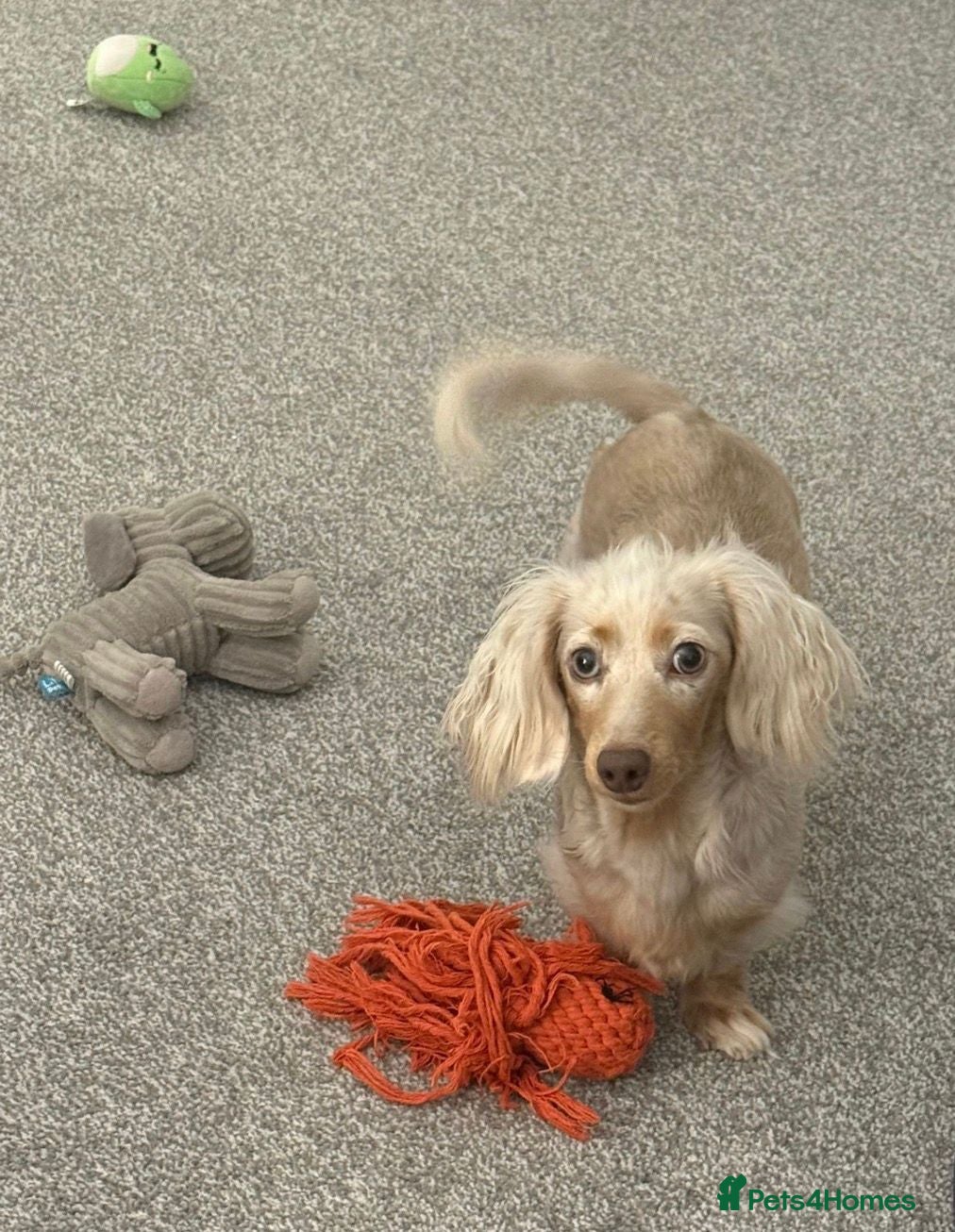 Miniature Dachshund dogs Female Miniature Long-Haired Dachshund - Advert 12