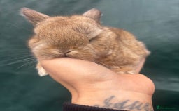 Mini Lop rabbits for sale: Pure bred baby mini lops  - Image 4
