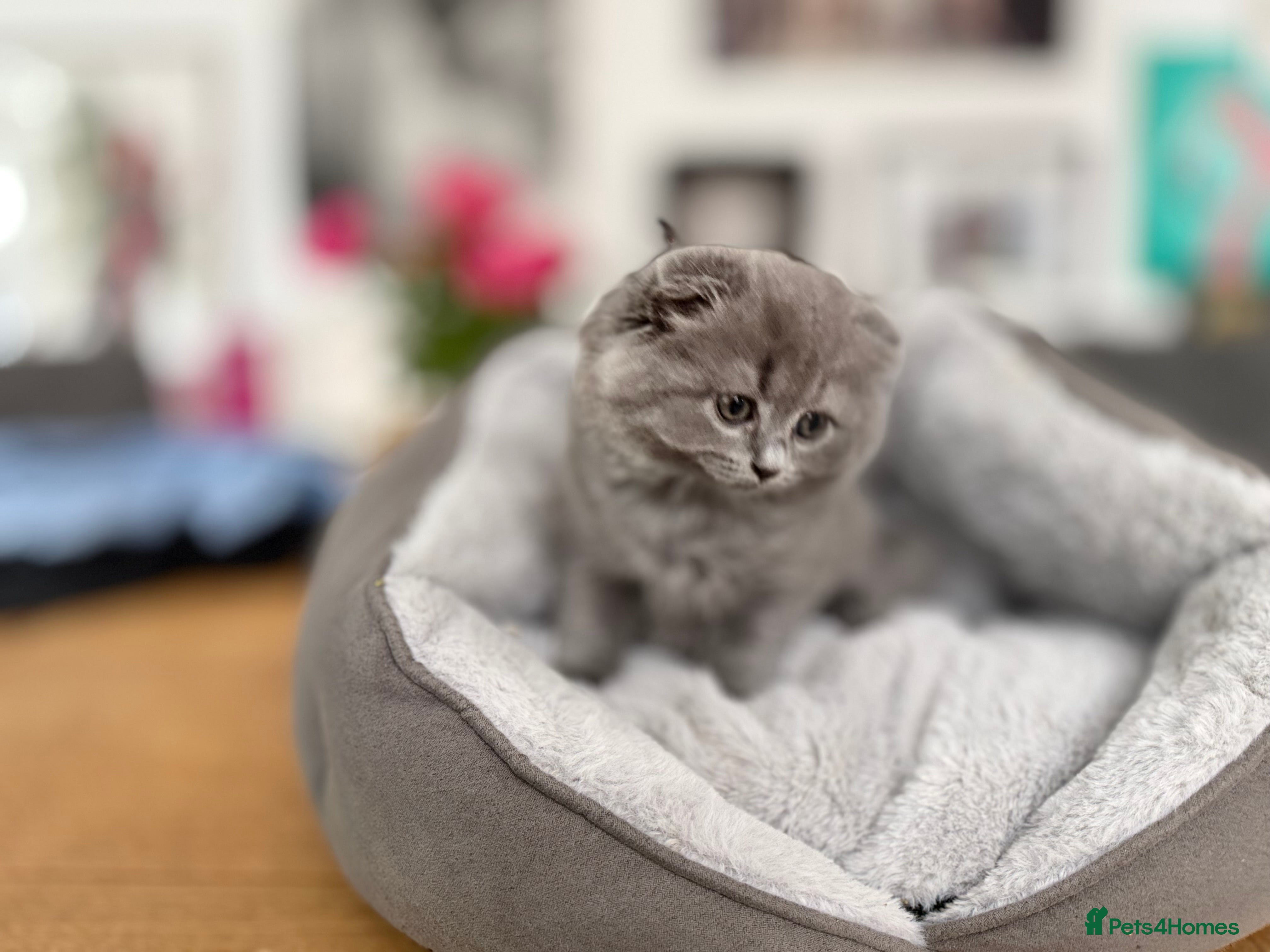Scottish Fold cats for sale: 5 beautiful Scottish Fold’s kittens  - Advert 17
