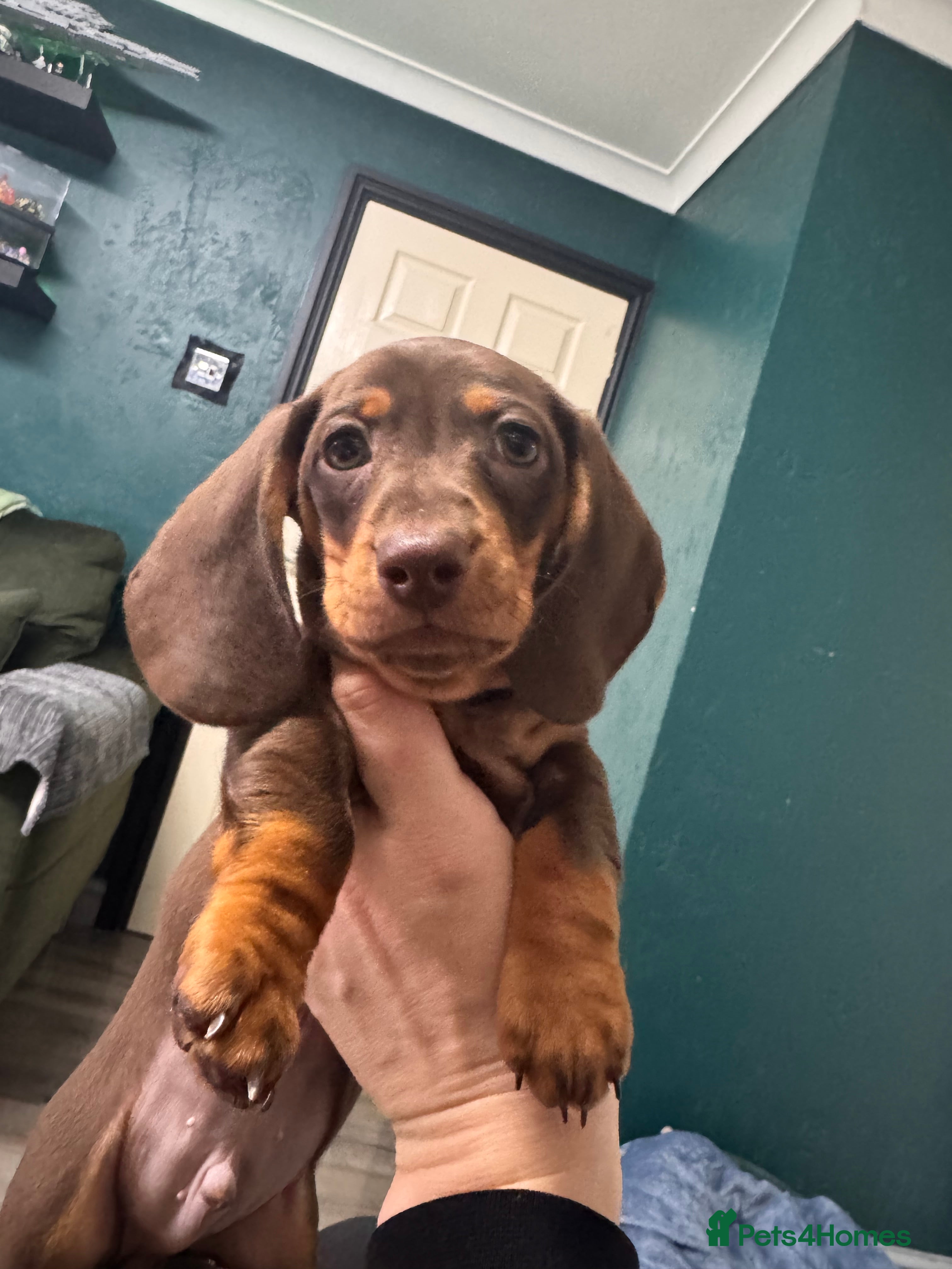 Miniature Dachshund dogs 1 KC registered miniature dachshund boy ready now - Advert 1