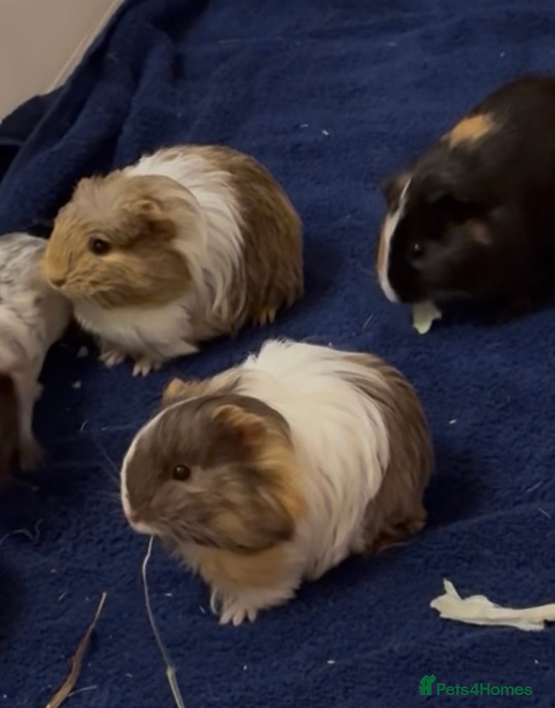 Guinea Pig rodents for sale: 2 Beautiful long haired girls  - Advert 12