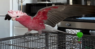 Cockatoo birds - Advert 5