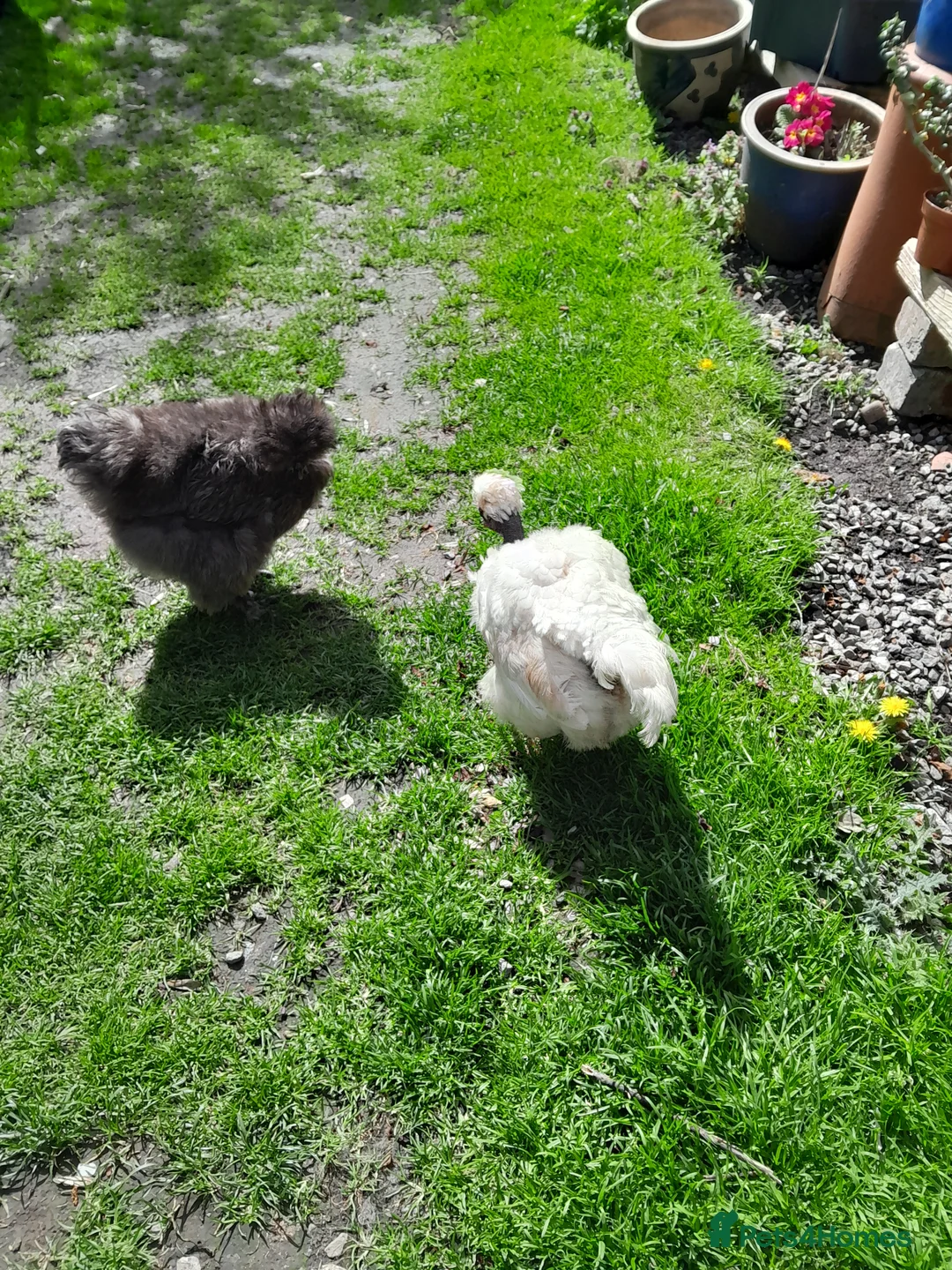 Chickens poultry for sale: Two beautiful friendly showgirl chickens in lay - Advert 2