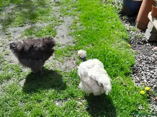 Chickens poultry Two beautiful friendly showgirls in lay - Advert 3