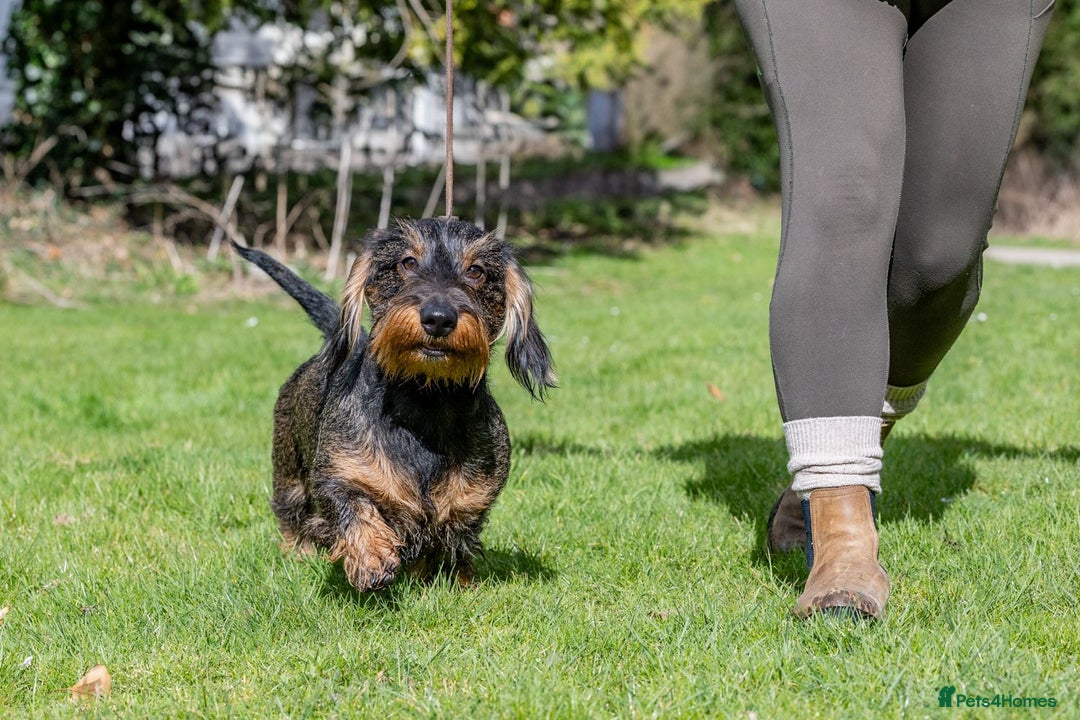 Dachshund dogs for sale: Wirehaired dachshund pending  - Image 7