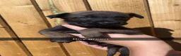 Belgian Shepherd Dog dogs for sale: Belgium malinois pups - Advert 8