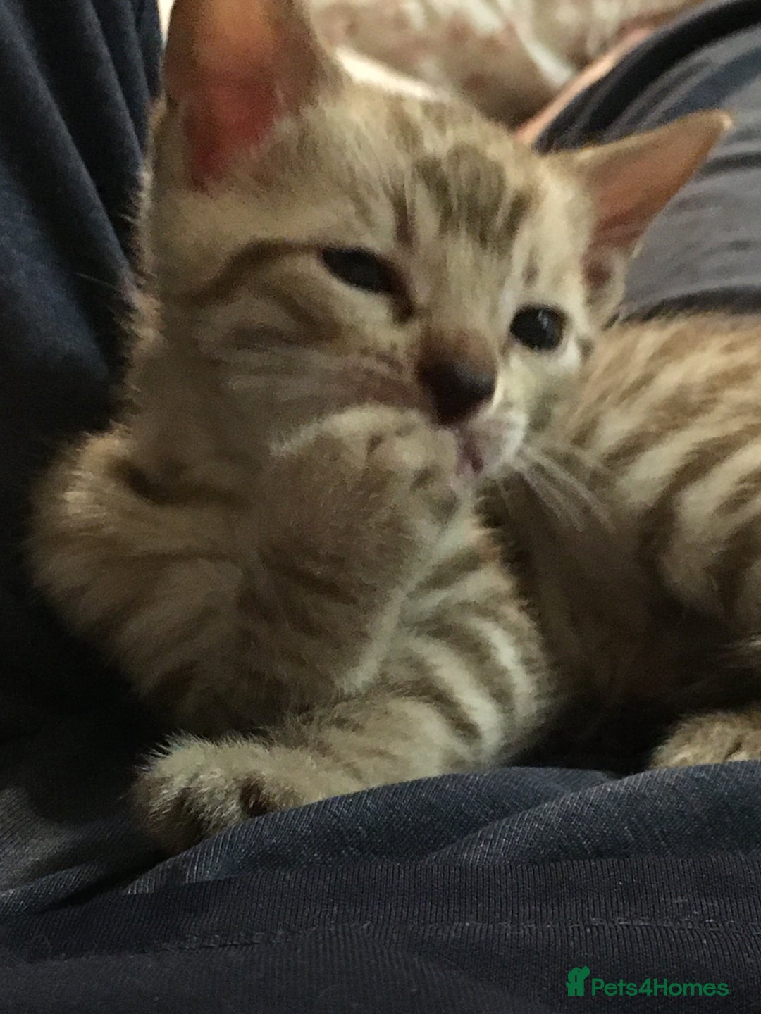 Bengal cats for sale: Oscar Wolfy Thor Rain - Image 5
