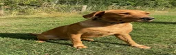 Labrador Retriever dogs for sale: Stunning KC registered Red & Black puppies - Advert 12