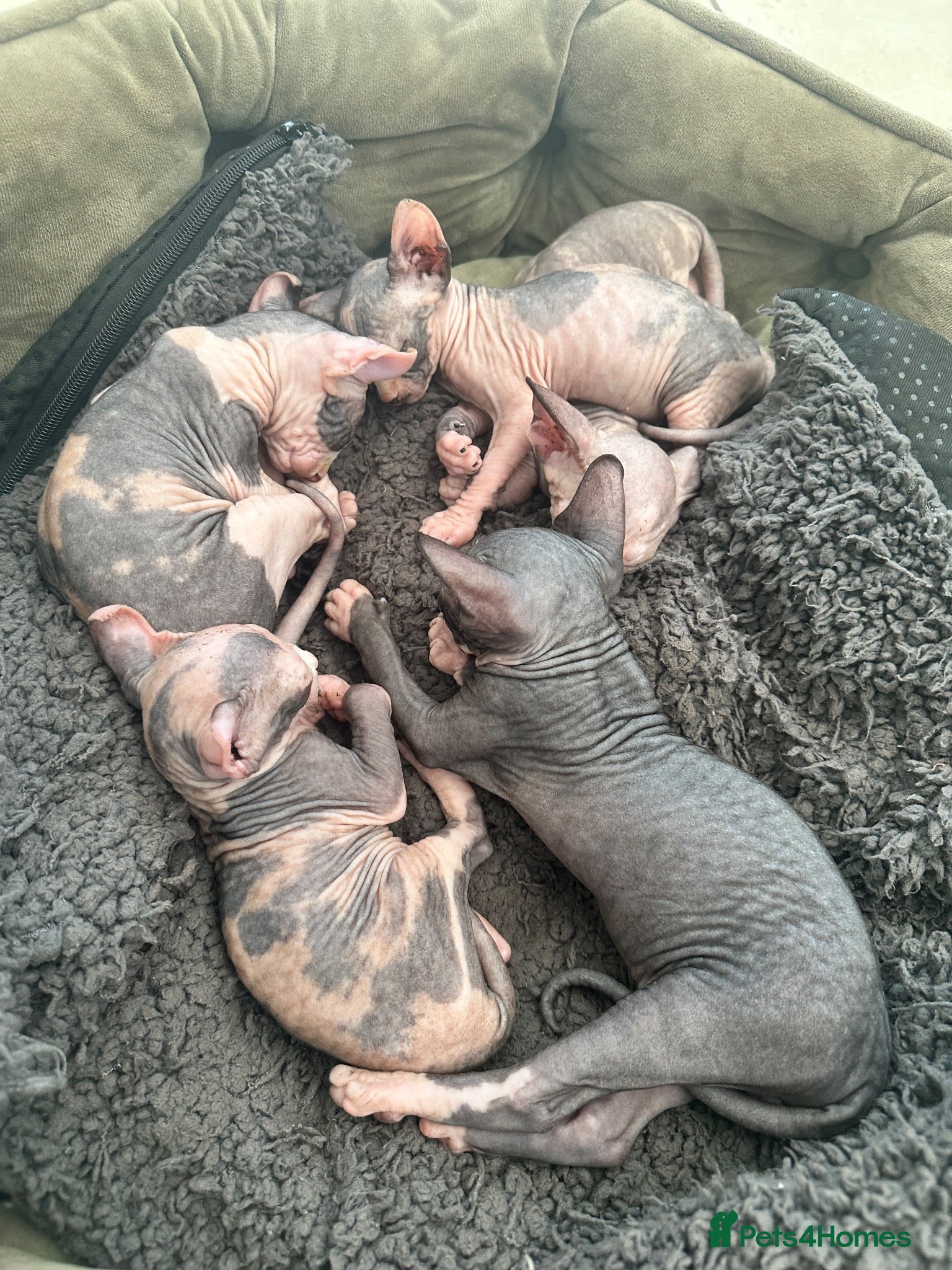 Sphynx cats Adorable sphinx kittens - Advert 2