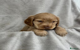 Cocker Spaniel dogs for sale: KC HEALTH TESTED SHOW COCKER SPANIELS - Image 6