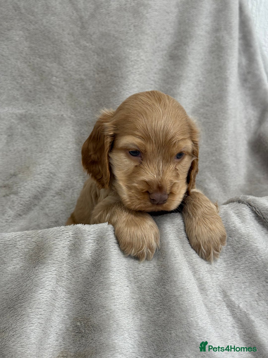 Cocker Spaniel dogs for sale: KC HEALTH TESTED SHOW COCKER SPANIELS - Image 6