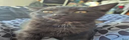Mixed Breed cats for sale: Cats for sale - Advert 12