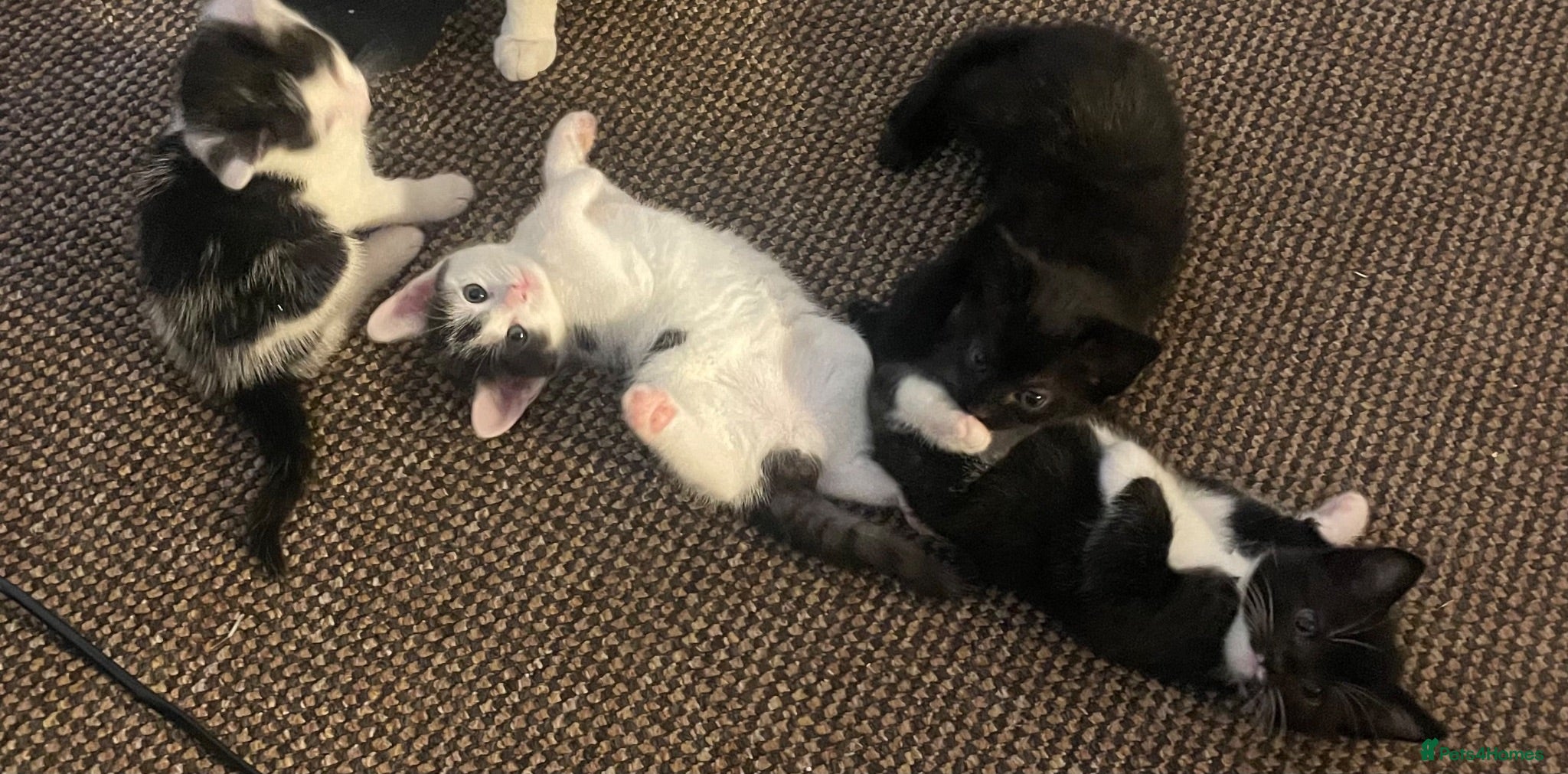 Domestic Shorthair cats Beautiful Litter of kittens 2xmales 2x females - Advert 11