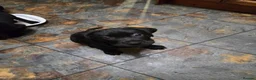 Mixed Breed dogs for sale: Labrador X Cane Corso Puppies READY NOW - Advert 5