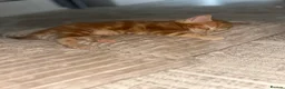Maine Coon cats for sale: Mainecoon Kittens  - Advert 7