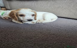Cocker Spaniel dogs for sale: Cocker spaniels - Image 16