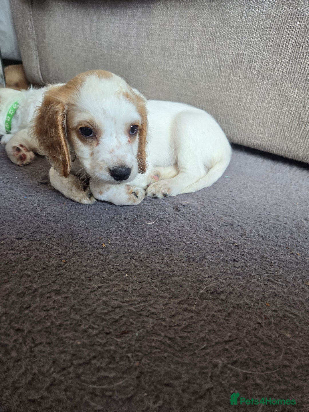 Cocker Spaniel dogs for sale: Cocker spaniels - Image 16