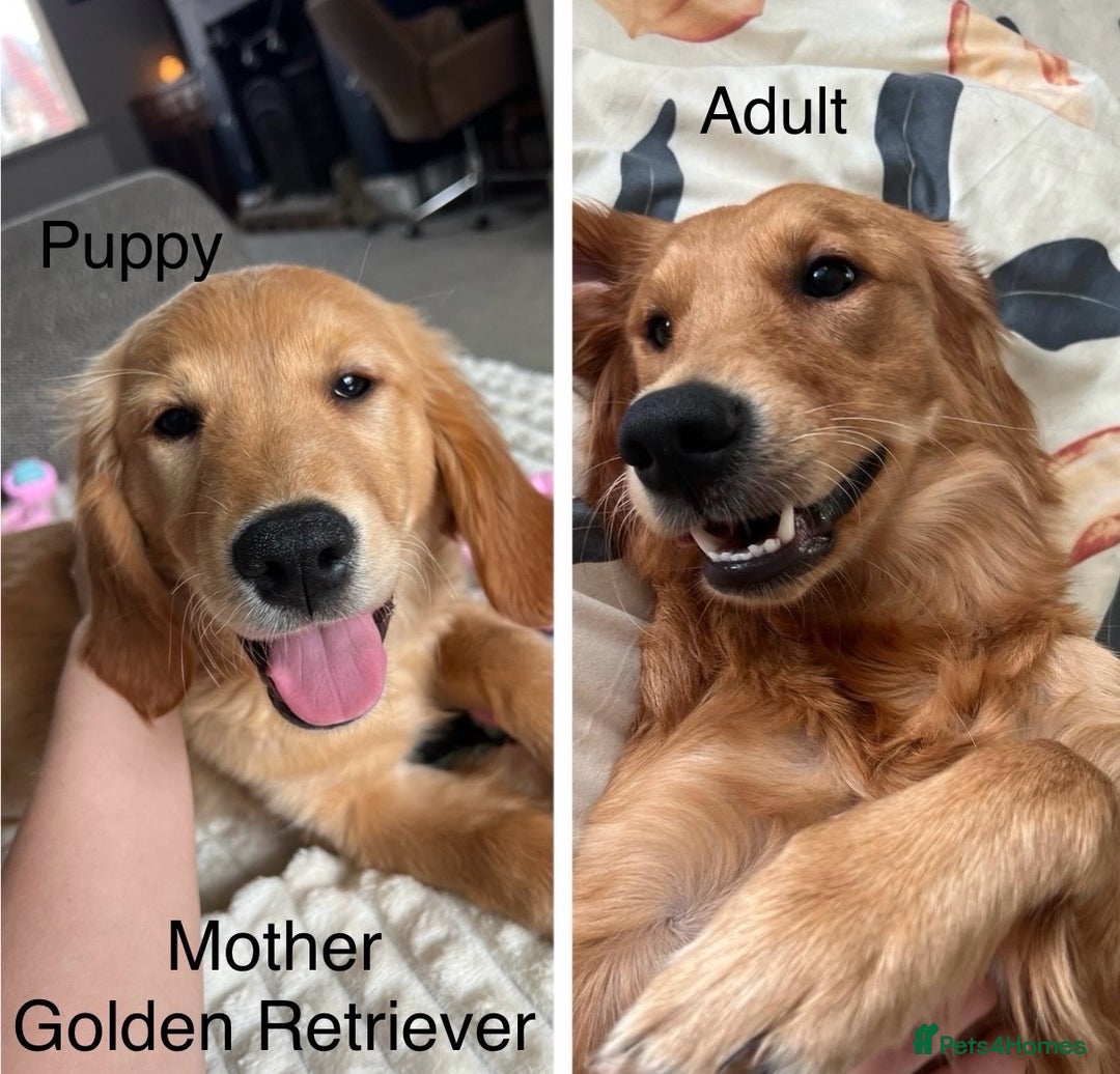 Mixed Breed dogs for sale: Golden Retriever/ German Shepherd puppies  - Image 12