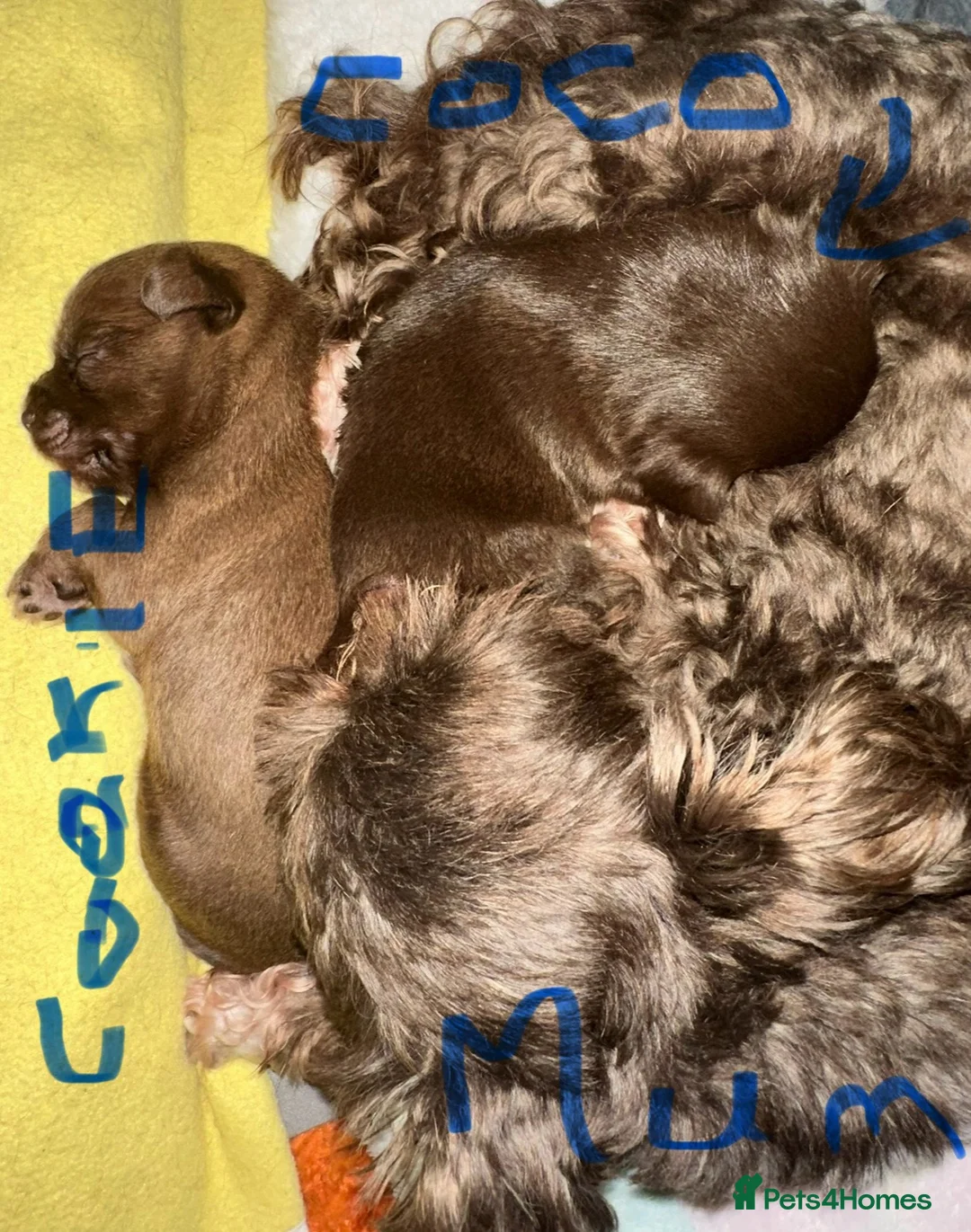 Chihuahua dogs for sale: X2 Gorgeous Chihuahua little ladies - Advert 25