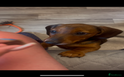 Dachshund dogs for sale: 7 Beautiful dachshund pups for sale!!! - Image 5
