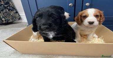 Cocker Spaniel dogs - Advert 1