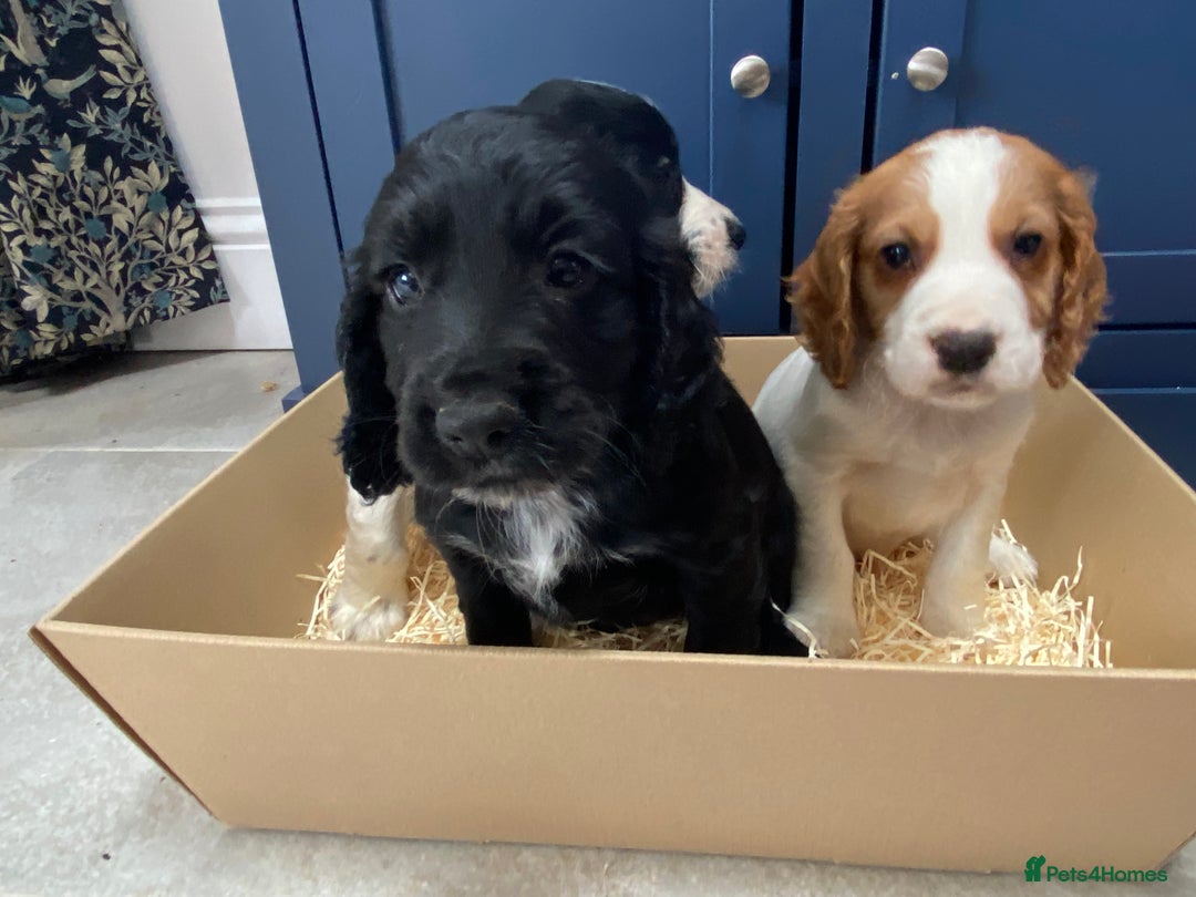 Cocker Spaniel dogs for sale: Cocker Spaniel puppies - Image 3