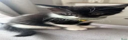 Mixed Breed cats for sale: Beautiful 8week old kittens  - Advert 17