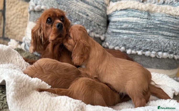 Cavalier King Charles Spaniel dogs - Advert 1